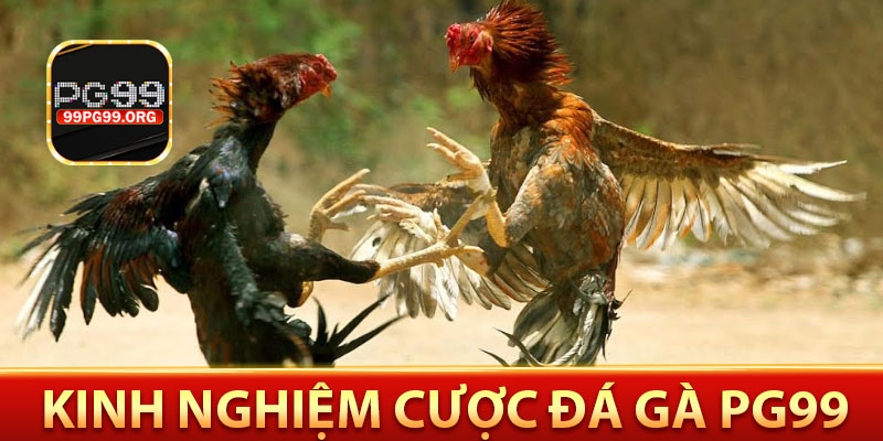 Kinh nghiệm cược đá gà pg99