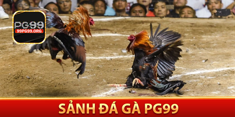 Sảnh đá gà PG99