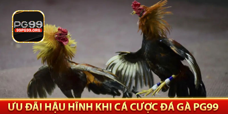 ưu đãi hậu hĩnh khi cá cược đá gà pg99