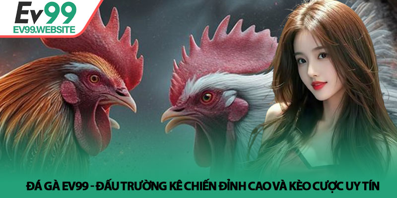 Đá gà Ev99 - Đấu trường kê chiến đỉnh cao và kèo cược uy tín